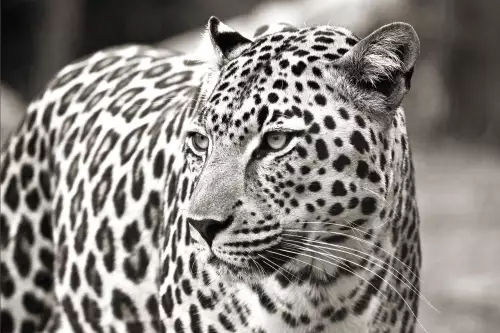 MondiLab Leopard portrait South-Africa  (100268)