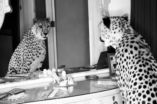 MondiLab Cheetah looking in mirror  (100315)