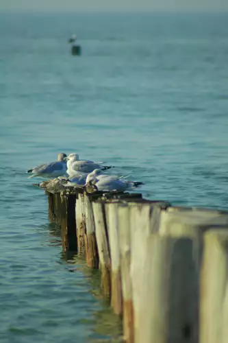 MondiLab Seagulls on poles  (100520)