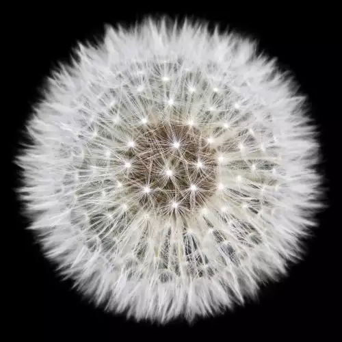 MondiLab Dandelion  (100646)