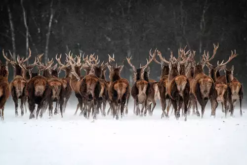 MondiLab Herd of deer  (101052)