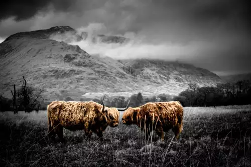 MondiLab Scottish Highlanders  (101631)