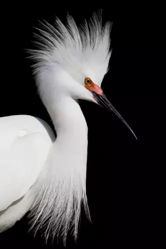 MondiLab White heron face right  (101673)