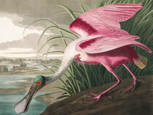 MondiLab Roseate Spoonbill bird  (101857)