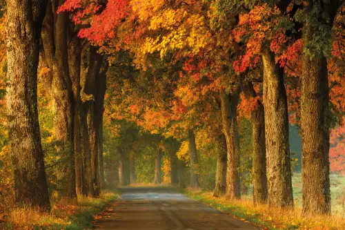 MondiLab Country road in autumn  (101992)