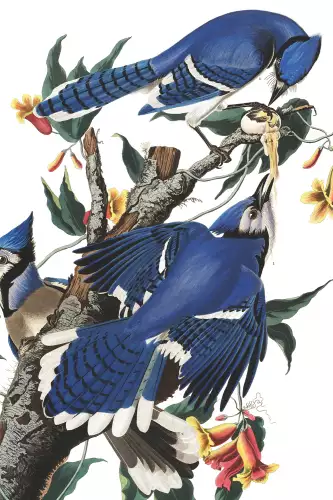 MondiLab Blue Jay  (102688)