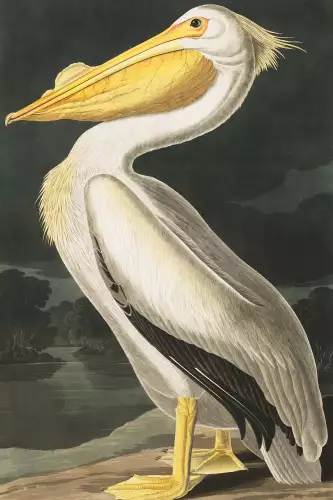 MondiLab American white pelican  (102690)