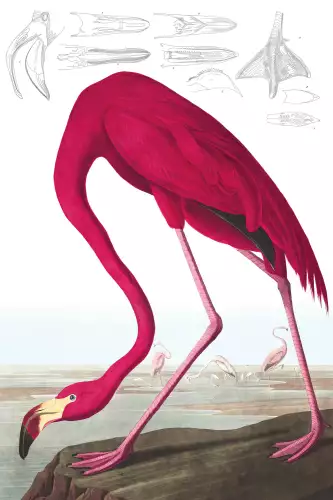 MondiLab American Flamingo  (102691)