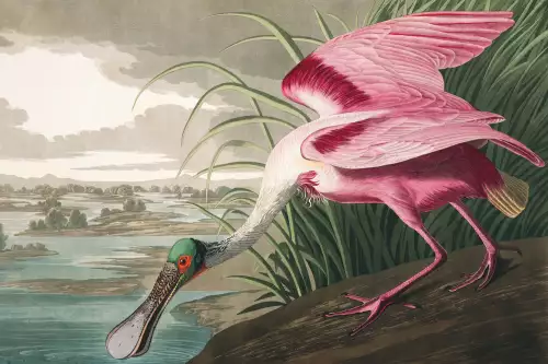 MondiLab Roseate Spoonbill  (102694)