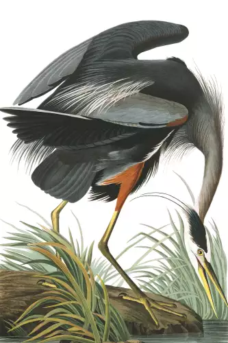 MondiLab Great blue heron  (102697)