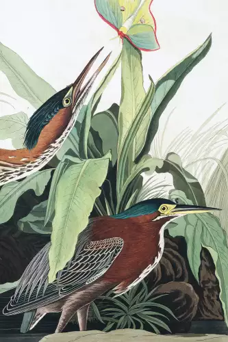 MondiLab Green Heron  (102699)