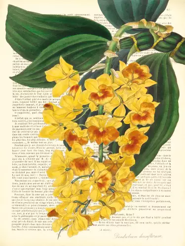 MondiLab Vintage botany dendrobium  (102748)