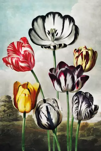 MondiLab Tulips from temple of flora  (103033)