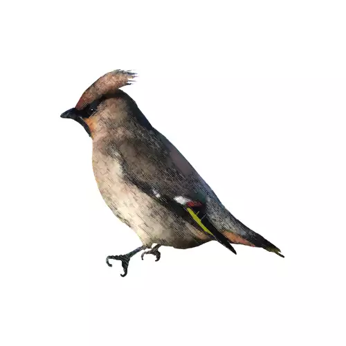 MondiLab Pestvogel  (103334)