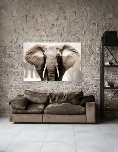 MondiLab African Elephant  (103468)