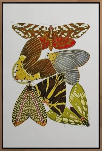 MondiLab Butterfly family + Frame BL brown (105253)