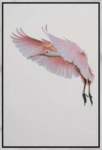 MondiLab Roseate Spoonbill + Frame BL white (105328)